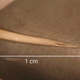 The rattlesnake fang found in the coprolite, or fossilized poop, sample. The venom channel is clearly visible.